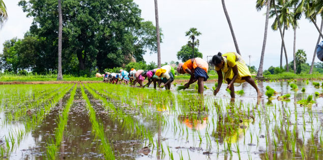 You are currently viewing Financing a gender-responsive just transition in the agricultural sector