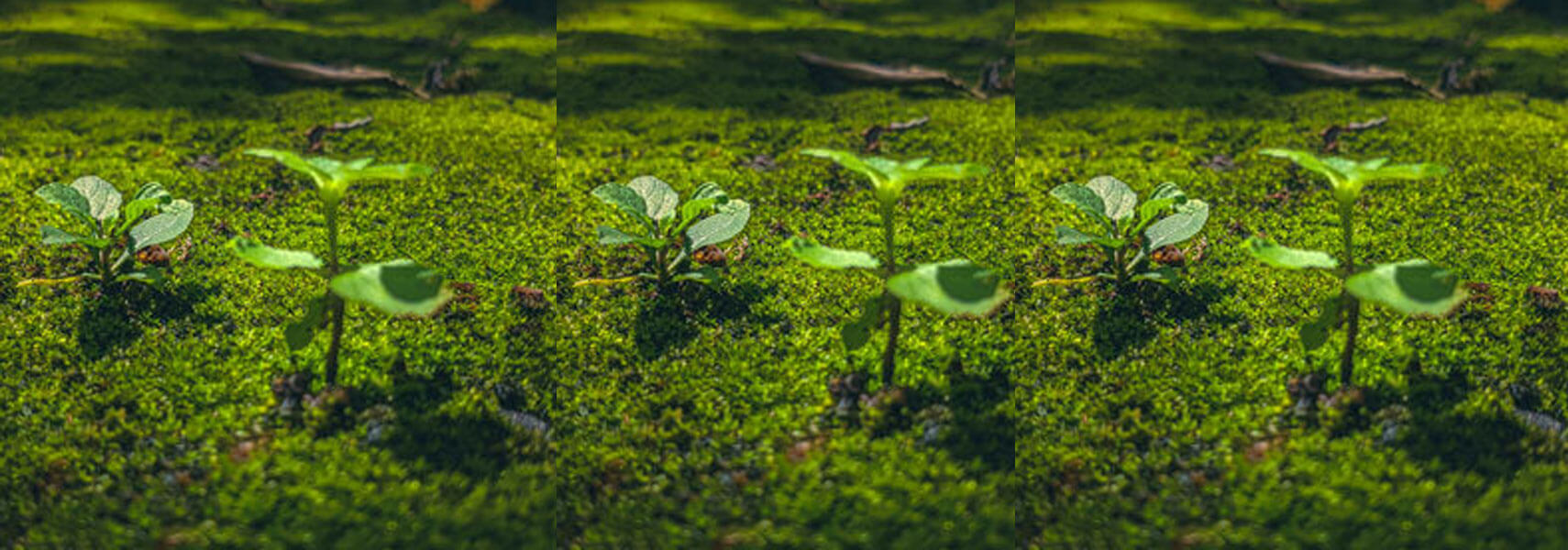 building_a_sustainability_big
